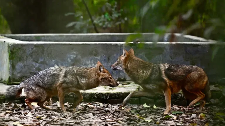 Habitat loss, climate change stokes rabid jackal attacks in Bangladesh