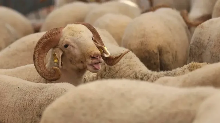 Morocco’s king calls on people to refrain from Eid sheep sacrifices